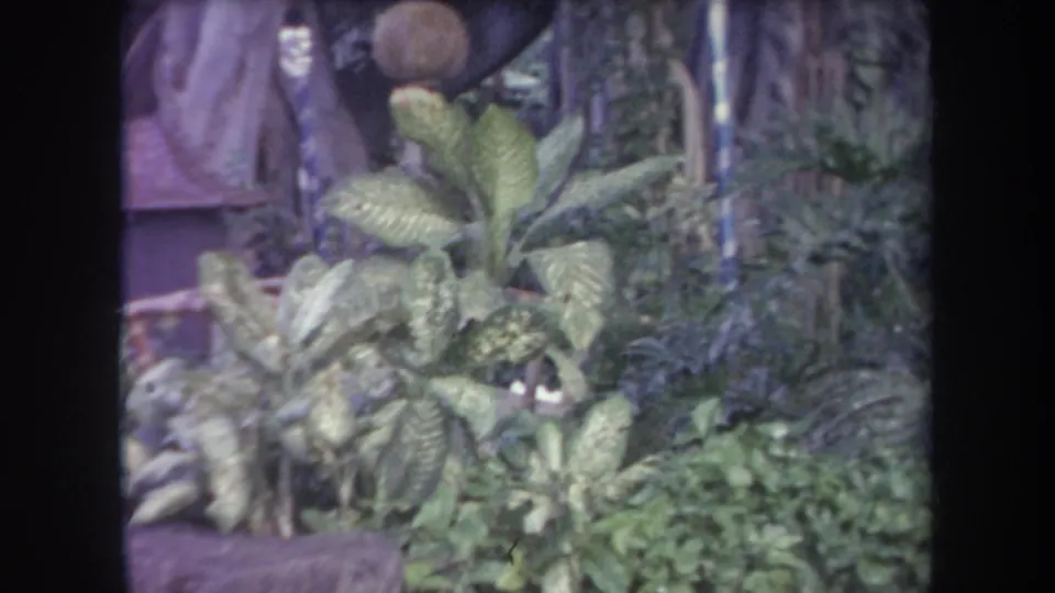 1969 Hawaii 8mm frame showing dense tropical foliage and broad leaves near a shaded rustic garden structure.
