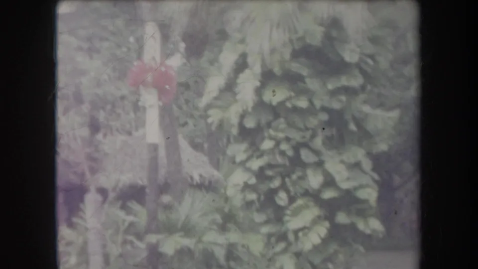 1969 Hawaii home-movie frame showing dense palms and broadleaf plants with a partially visible adult visitor at the edge.