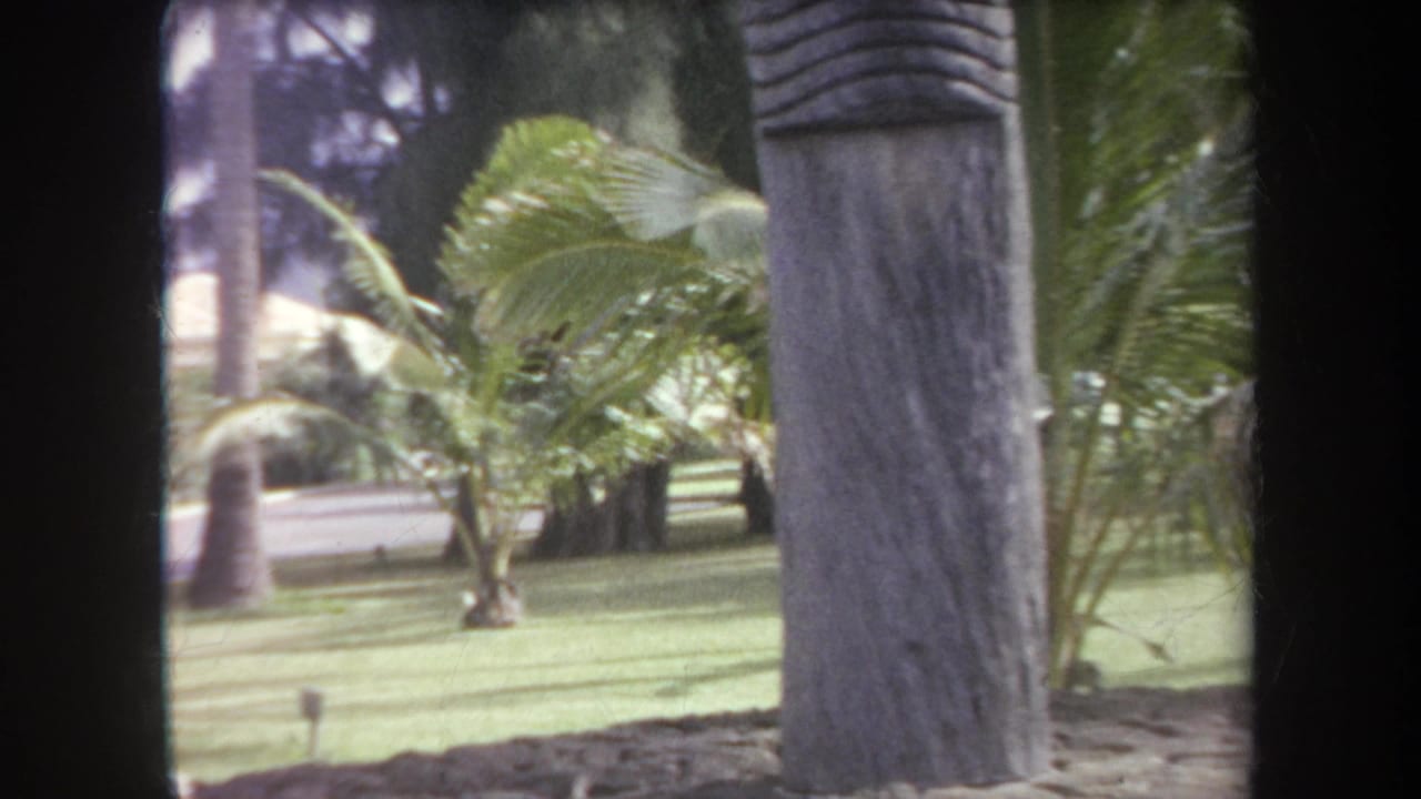 1969 Hawaii 8mm frame showing a tropical garden through a window, with palms, green grass, and a tree trunk in front.