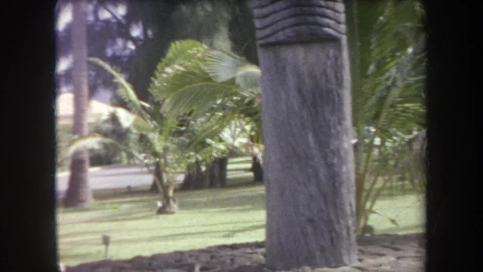 1969 Hawaii 8mm frame showing a tropical garden through a window, with palms, green grass, and a tree trunk in front.
