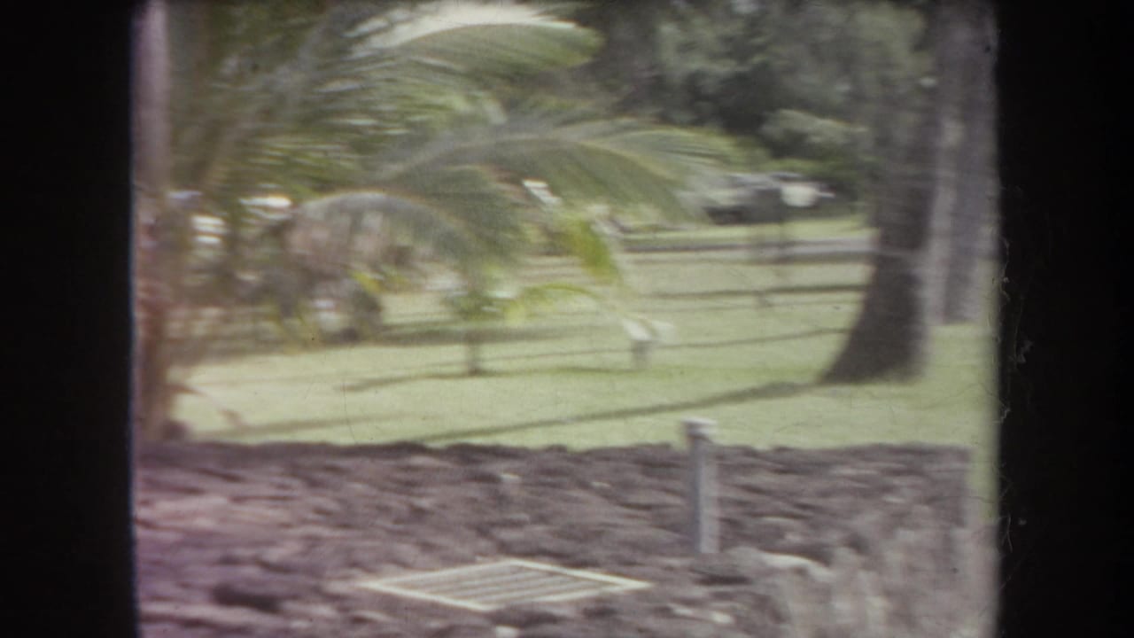 Palm fronds, trimmed grass, lava-rock edging, and window framing beside a roadside area.