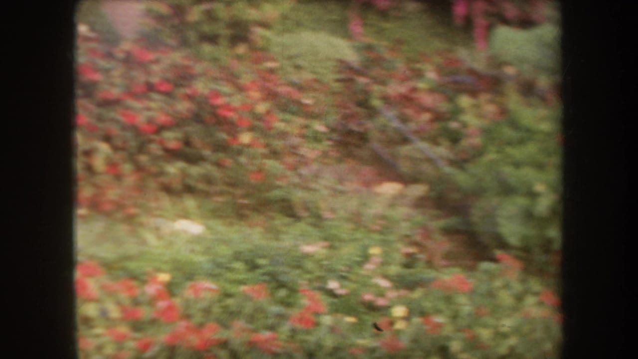 Soft-focus garden bed with red flowers, pale blooms, green grass, and dark film borders.