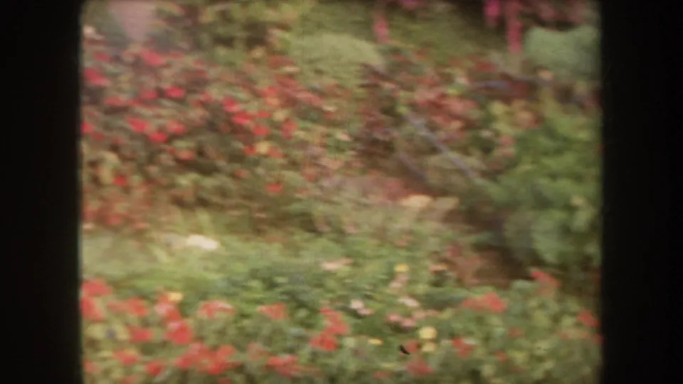 1969 Hawaii 8mm frame showing red and pale flowers among green grass and shrubs, seen in soft focus through dark scan edges.