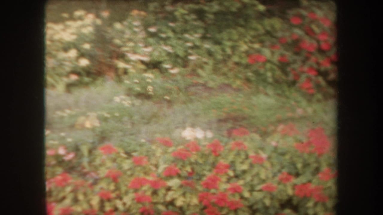 1969 Hawaii garden view with red blossoms, white flowers, dense green foliage, and soft 8mm color fading.