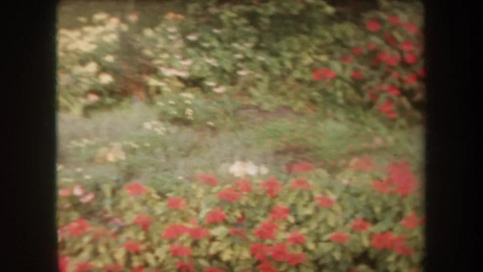 1969 Hawaii garden view with red blossoms, white flowers, dense green foliage, and soft 8mm color fading.