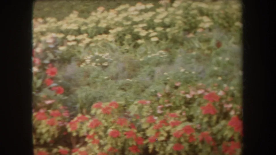 1969 Hawaii 8mm frame of a low garden bed with red blossoms, pale flowers, and layered green grass and shrubs.
