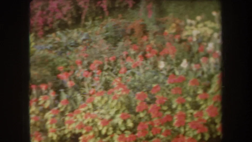 1969 Hawaii home-movie frame showing red and pink garden flowers amid green foliage with soft blur and dark film edging.