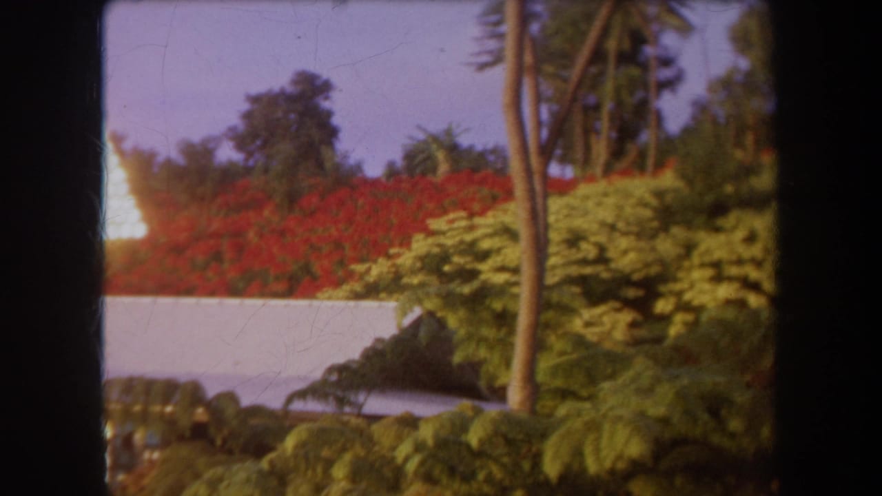 Partly obscured glowing tree with red shrubs, palms, and dense green planting behind a wall.