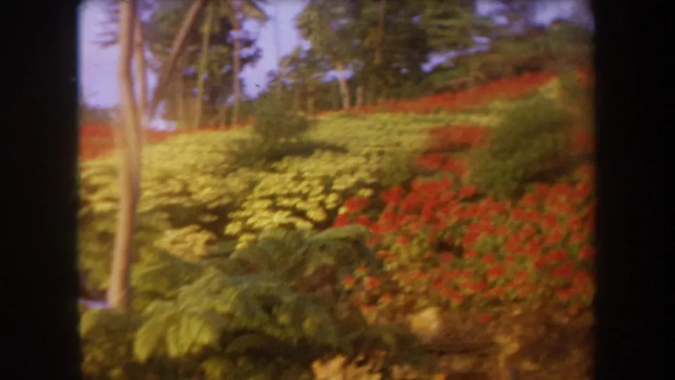 1969 Hawaii 8mm frame showing palms and layered tropical foliage as the camera pans away from the holiday light display.