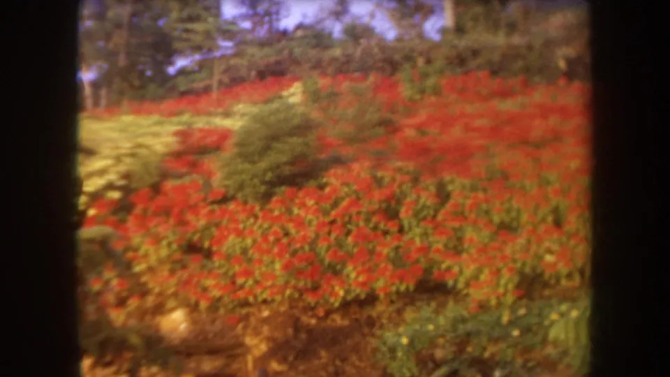1969 Hawaii 8mm frame of a lush garden dominated by red flowering bushes, green shrubs, and background trees.