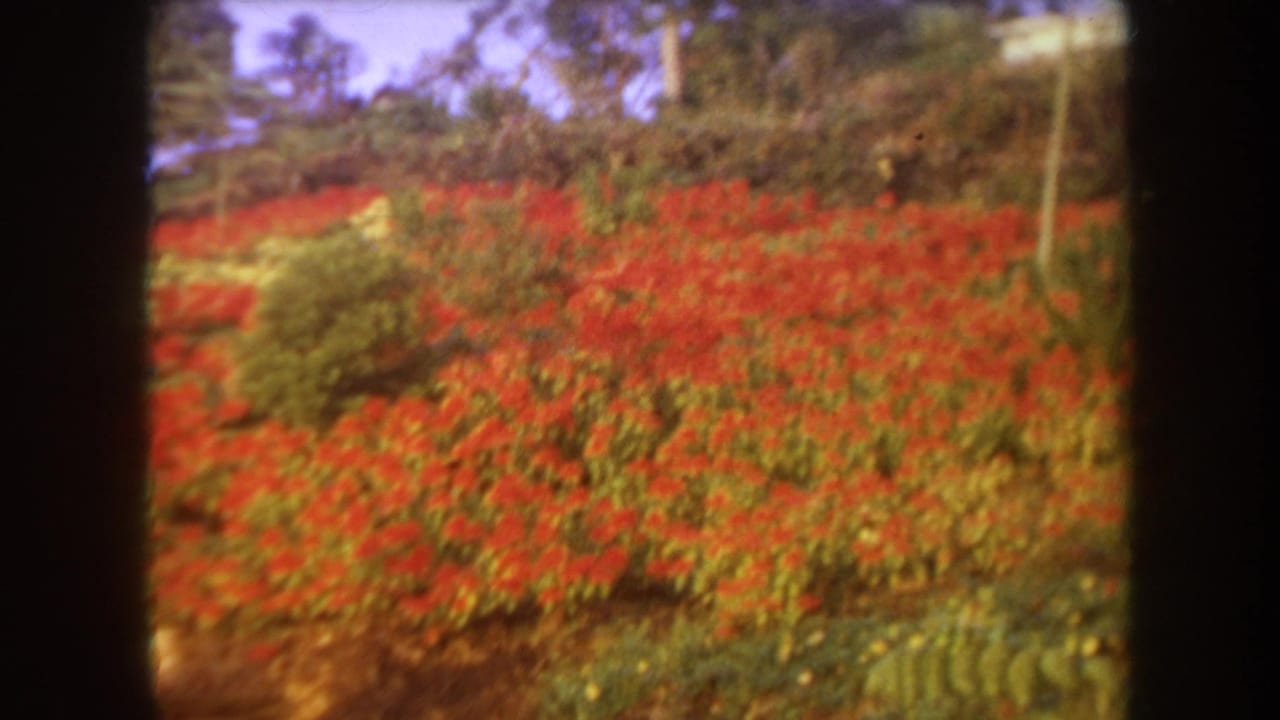 Sloping garden covered with red flowers, green shrubs, utility poles, and a white house above.