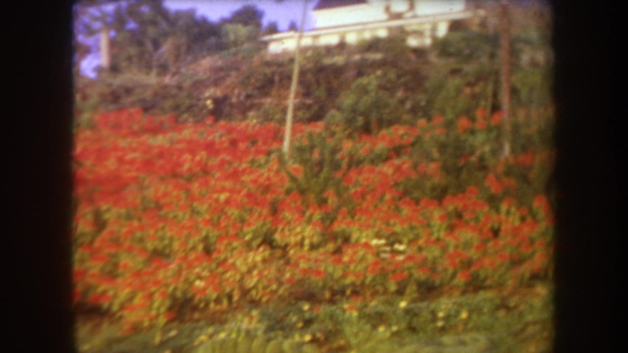 Red flower beds and tropical greenery climb a slope below a white house and trees.