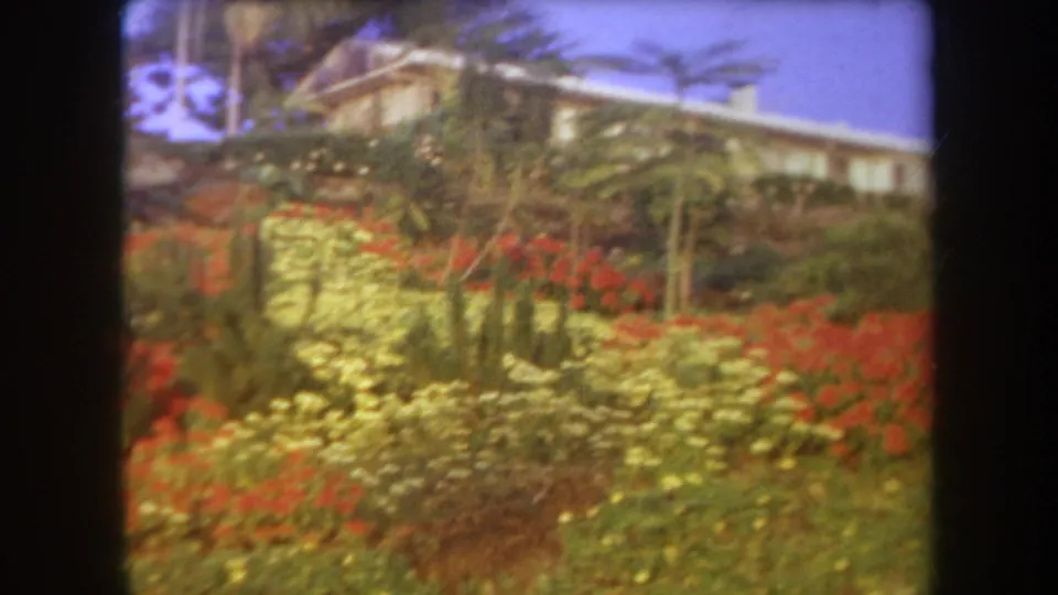 1969 Hawaii 8mm frame of a lush hillside garden with yellow and red blossoms, palms, lawn, and a white house set above the plantings.