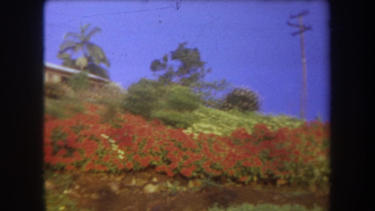 Red flower beds and green shrubs rise toward palms, a utility pole, and a hilltop building.