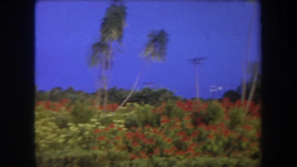 1969 Hawaii 8mm frame showing palm trees, red hillside flower beds, green landscaping, and utility poles against blue sky.