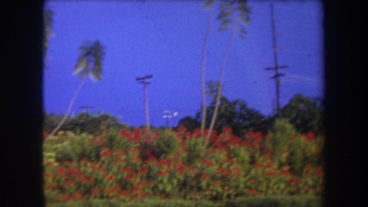 1969 Hawaii 8mm frame with red flowering shrubs, palms, utility poles, and overhead wires under a deep blue sky.