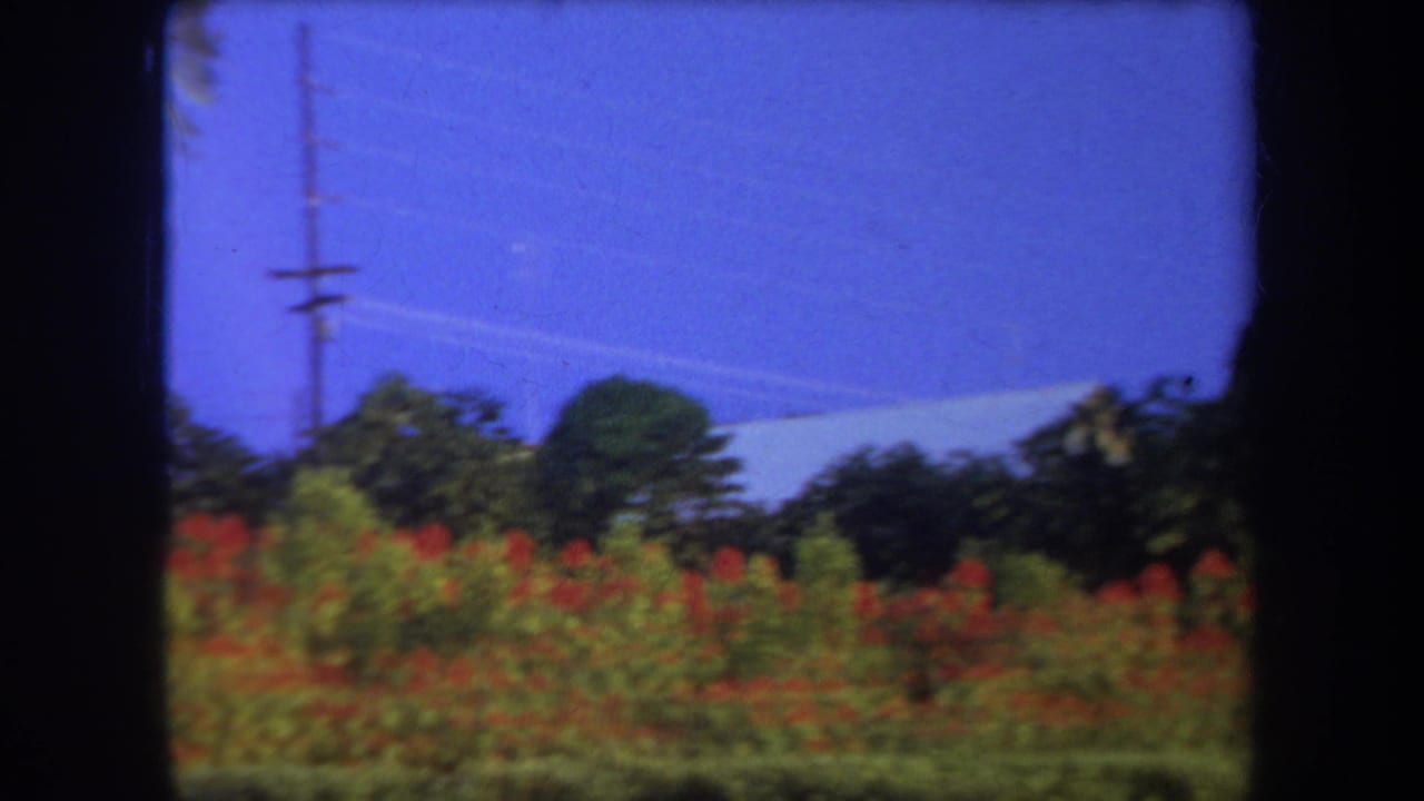 1969 Hawaii home-movie view of flowering shrubs and palms with power lines crossing the background.