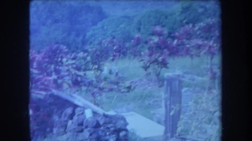 Blue-shifted 8mm frame from Hawaii showing dense garden vegetation, flowering plants, a path, and a low stone edge.