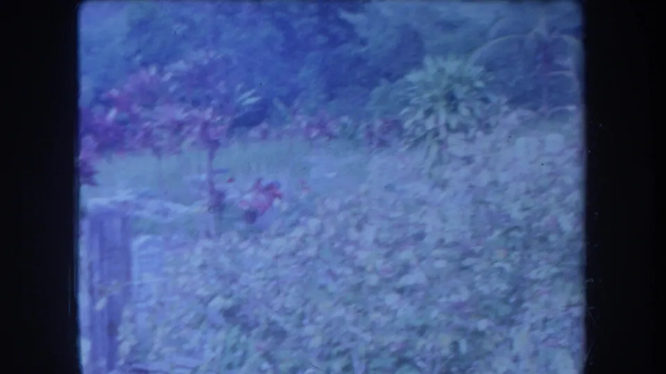 1969 Hawaii 8mm frame with dense shrubbery and flowering plants, softened by color shift and film grain.
