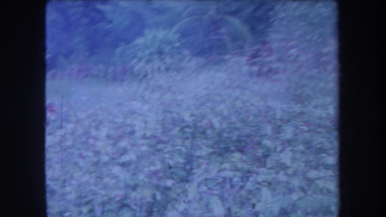 1969 Hawaii 8mm frame showing dense tropical foliage with soft focus, blue-purple color cast, and visible film grain.