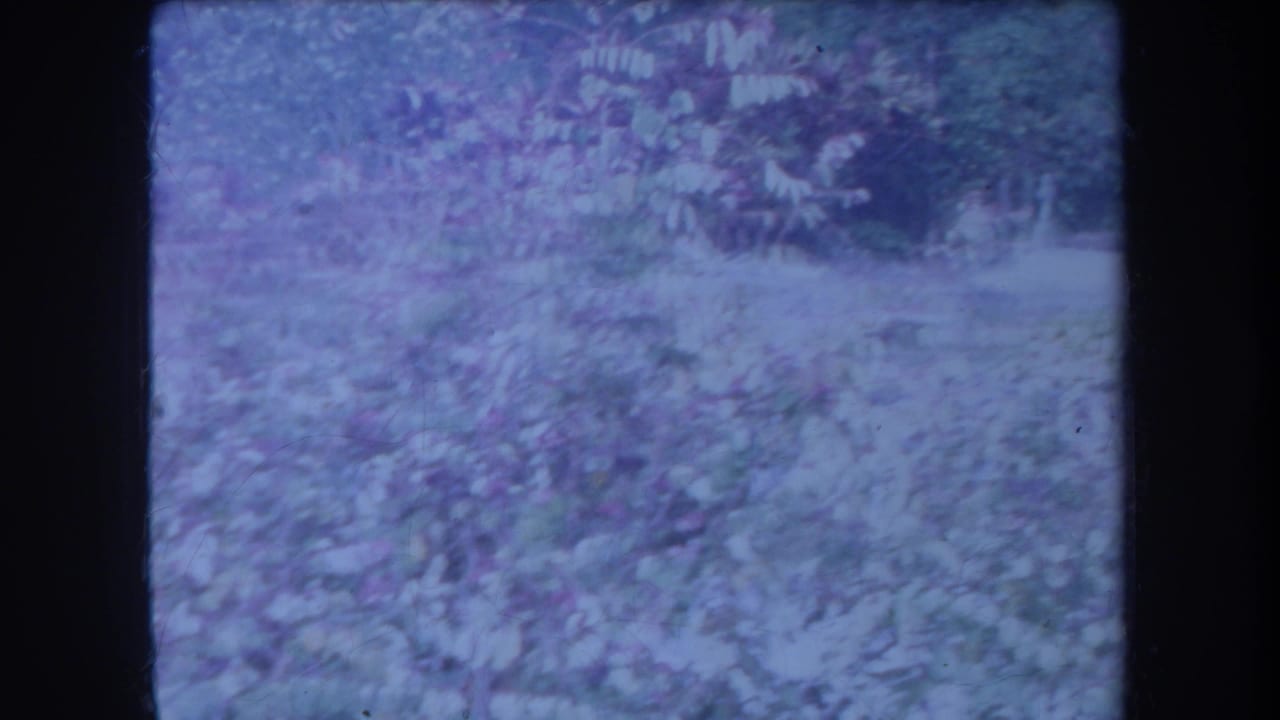 Leafy branches and pale ground appear through a soft, blue-tinted garden view.
