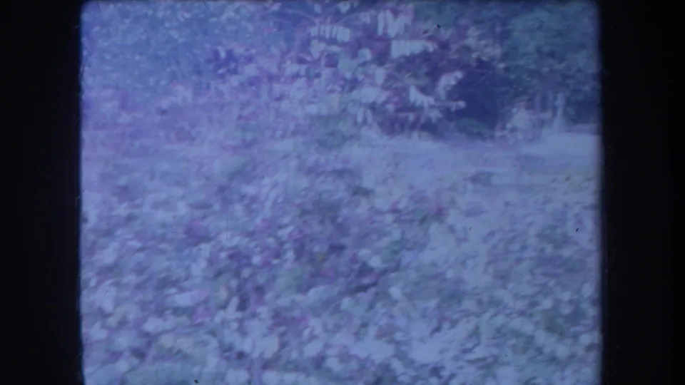 1969 Hawaii home-movie frame with trees and shrubs in a tropical garden, rendered with cool color shift and grain.