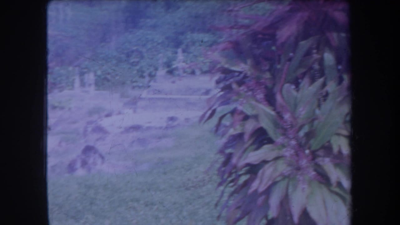 1969 Hawaii 8mm frame showing grass, dense foliage, and a partly visible cemetery area with soft exposure and purple color cast.