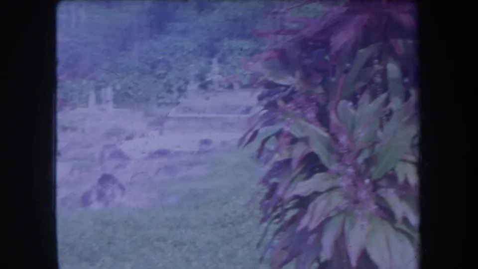 1969 Hawaii 8mm frame showing grass, dense foliage, and a partly visible cemetery area with soft exposure and purple color cast.