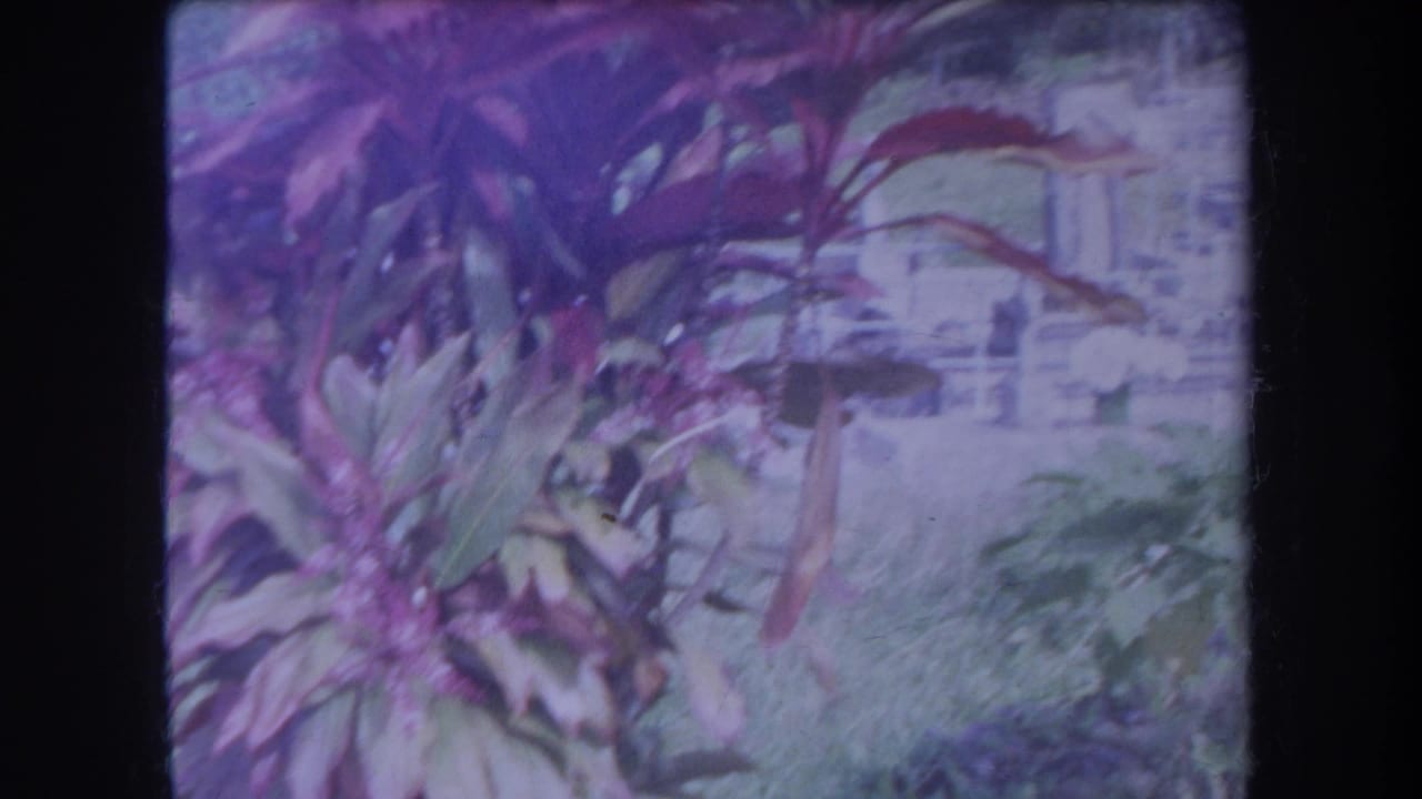 Tropical plants frame upright cemetery markers and a small monument in bright light.