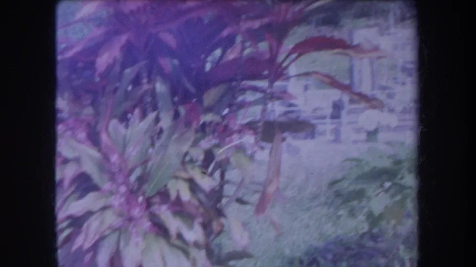 1969 Hawaii cemetery view with red-leafed plants, palm-like foliage, and upright headstones partly washed by bright 8mm exposure.