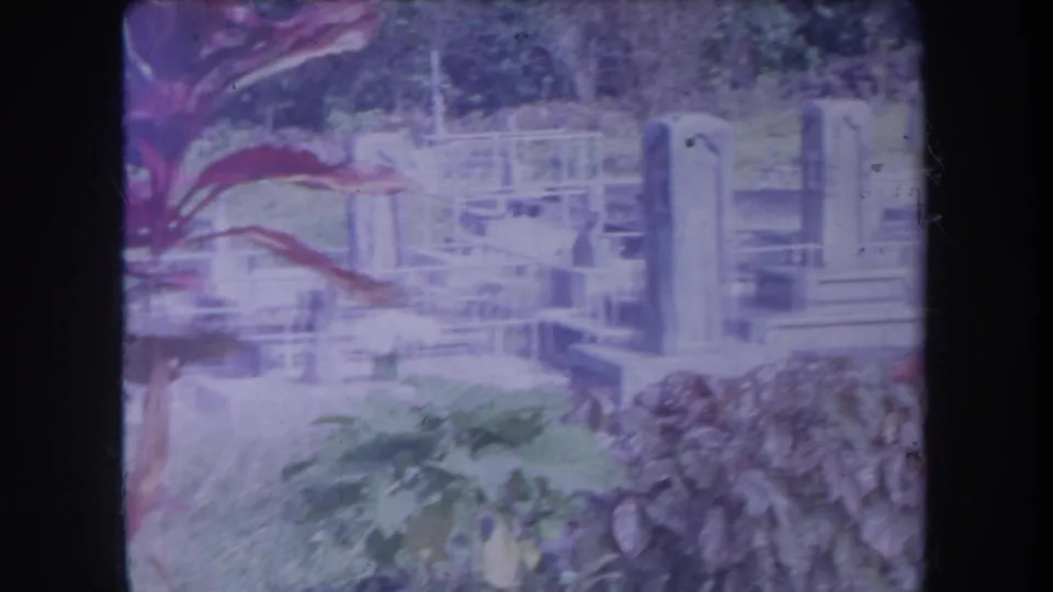 1969 Hawaii 8mm frame of clustered headstones, low grave markers, grass, and tropical plants with heavy purple film coloration.