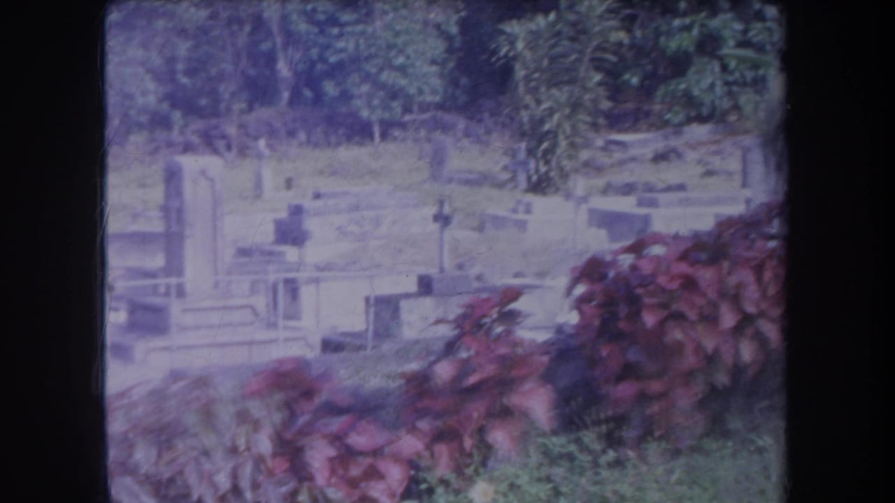 Cemetery markers seen beyond red shrubs and tropical greenery.