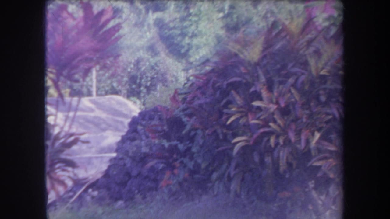 1969 Hawaii 8mm frame showing dense tropical plants beside a pale path, with purple-blue color shift and soft focus.