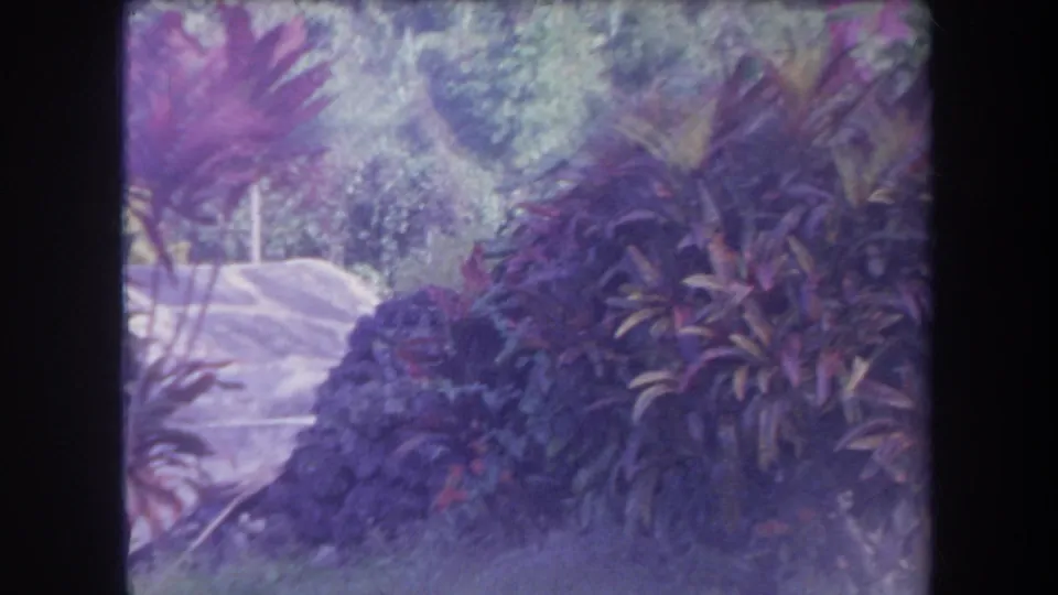 1969 Hawaii 8mm frame showing dense tropical plants beside a pale path, with purple-blue color shift and soft focus.