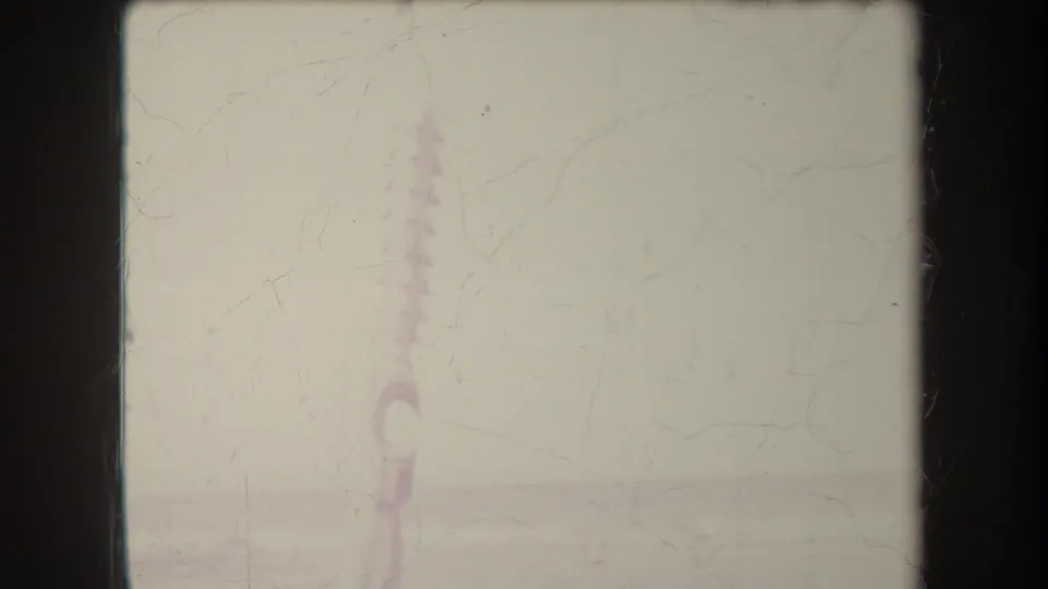 Faded 8mm end frame from the Hawaii clip, with a faint vertical plant or palm form and visible film scratches.