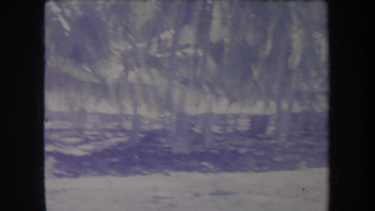 Shaded palm grove with a bright sandy foreground and dark film borders.