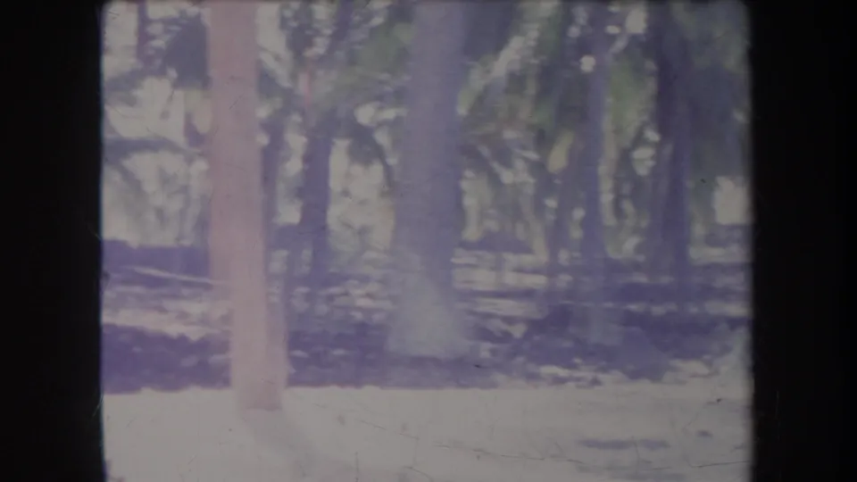Faded 8mm view from Hawaii in 1969 with a palm trunk close to the camera and a grove extending across sandy ground.
