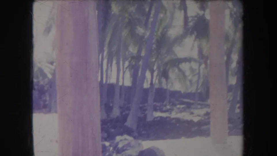 1969 Hawaii 8mm frame with several palm trunks, dense fronds, bright sand, and visible color fading from the film scan.