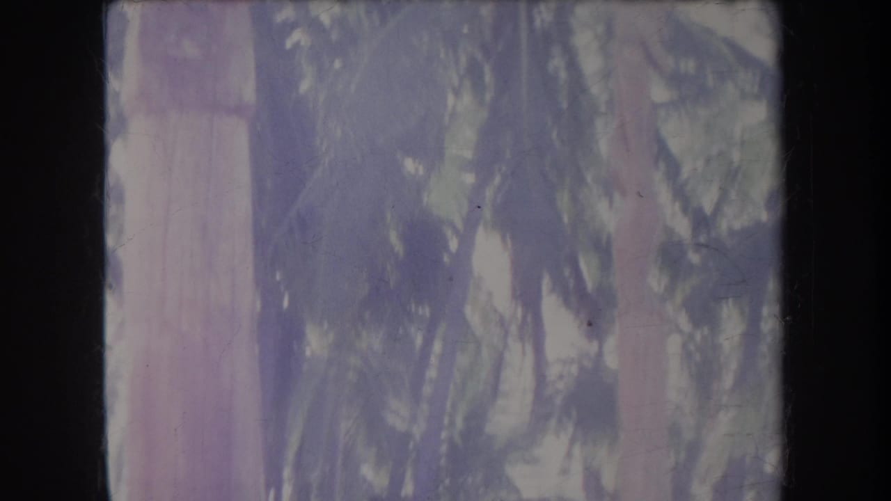 1969 Hawaii 8mm frame showing tall tropical trees and foliage with soft focus, purple color shift, and dark film borders.