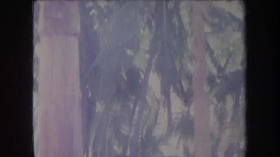 1969 Hawaii 8mm frame showing tall tropical trees and foliage with soft focus, purple color shift, and dark film borders.