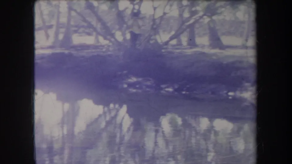 1969 Hawaii 8mm frame with still water, tree reflections, a dense tropical bank, soft glare, and dark scan borders.
