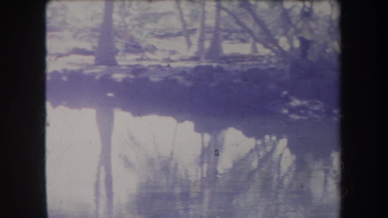 1969 Hawaii 8mm frame with still swamp water reflecting trees, bordered by dark film edges and soft purple color shift.
