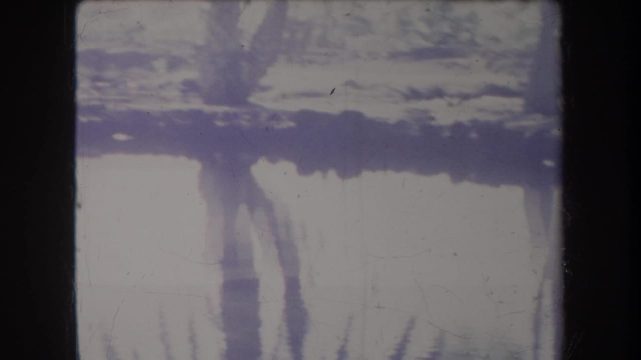 Bright water surface with reflected tree trunks and a shaded bank.