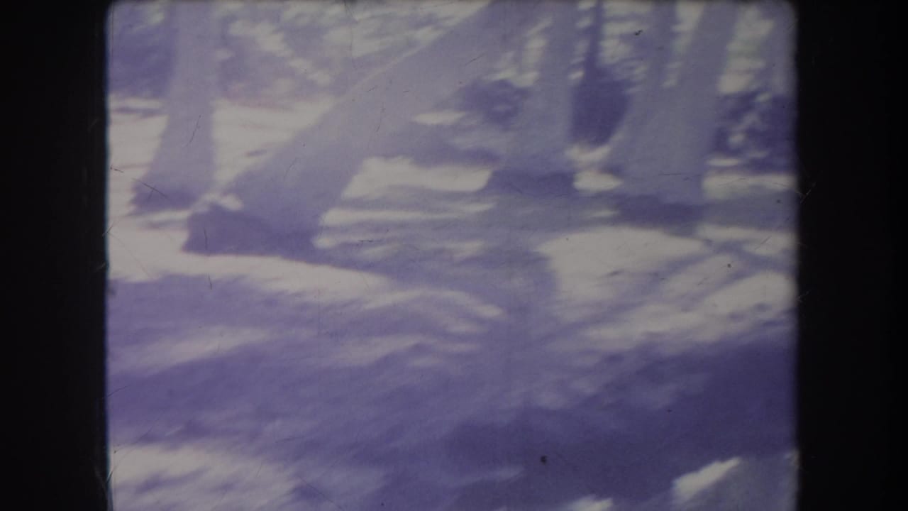 1969 Hawaii 8mm frame showing shadowed tree trunks and water reflections through a heavy purple color cast.