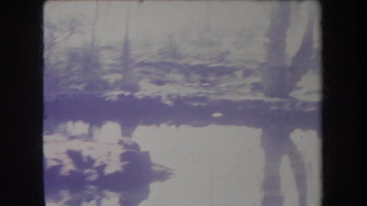 Bright, purple-tinted wetland scene with trees, water, and dark vertical film edge.