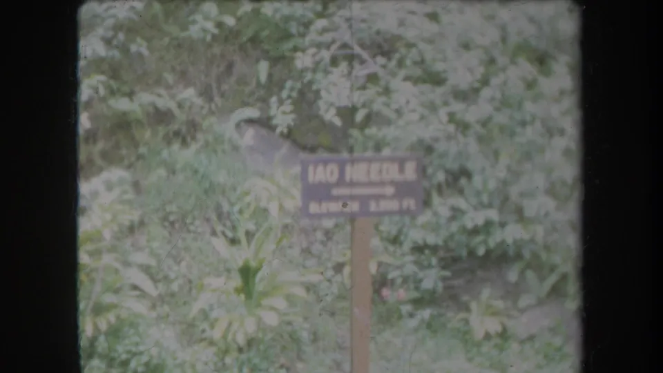 Faded 1969 Hawaii home-movie frame showing the Iao Needle sign and arrow amid overgrown tropical plants.