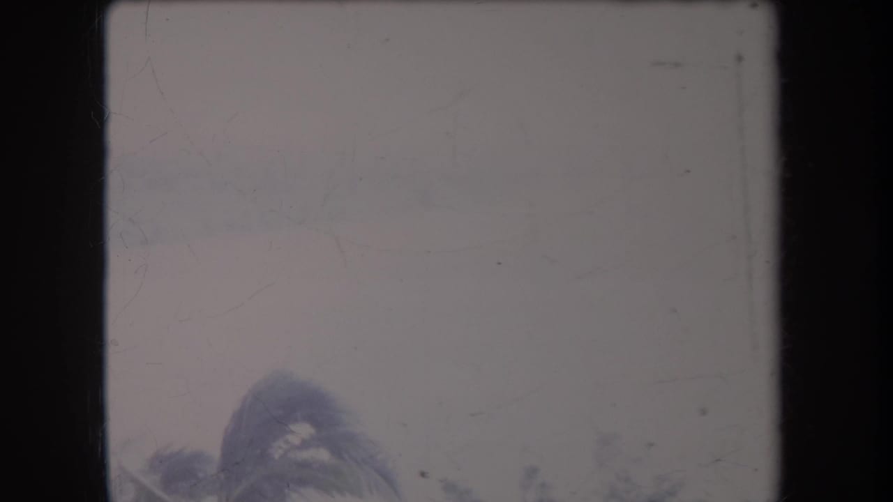 Soft 8mm frame with palm fronds visible at the bottom beneath a pale sky.