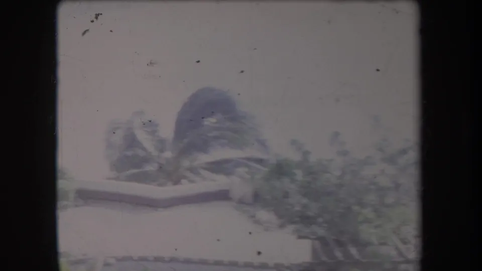1969 Hawaii 8mm frame showing palms bending in strong wind, low coastal plants, and a pale shoreline edge near the bottom.