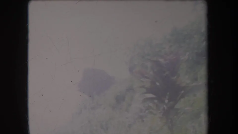 1969 Hawaii 8mm frame showing roadside tropical foliage and a hazy landscape with no people or vehicles visible.
