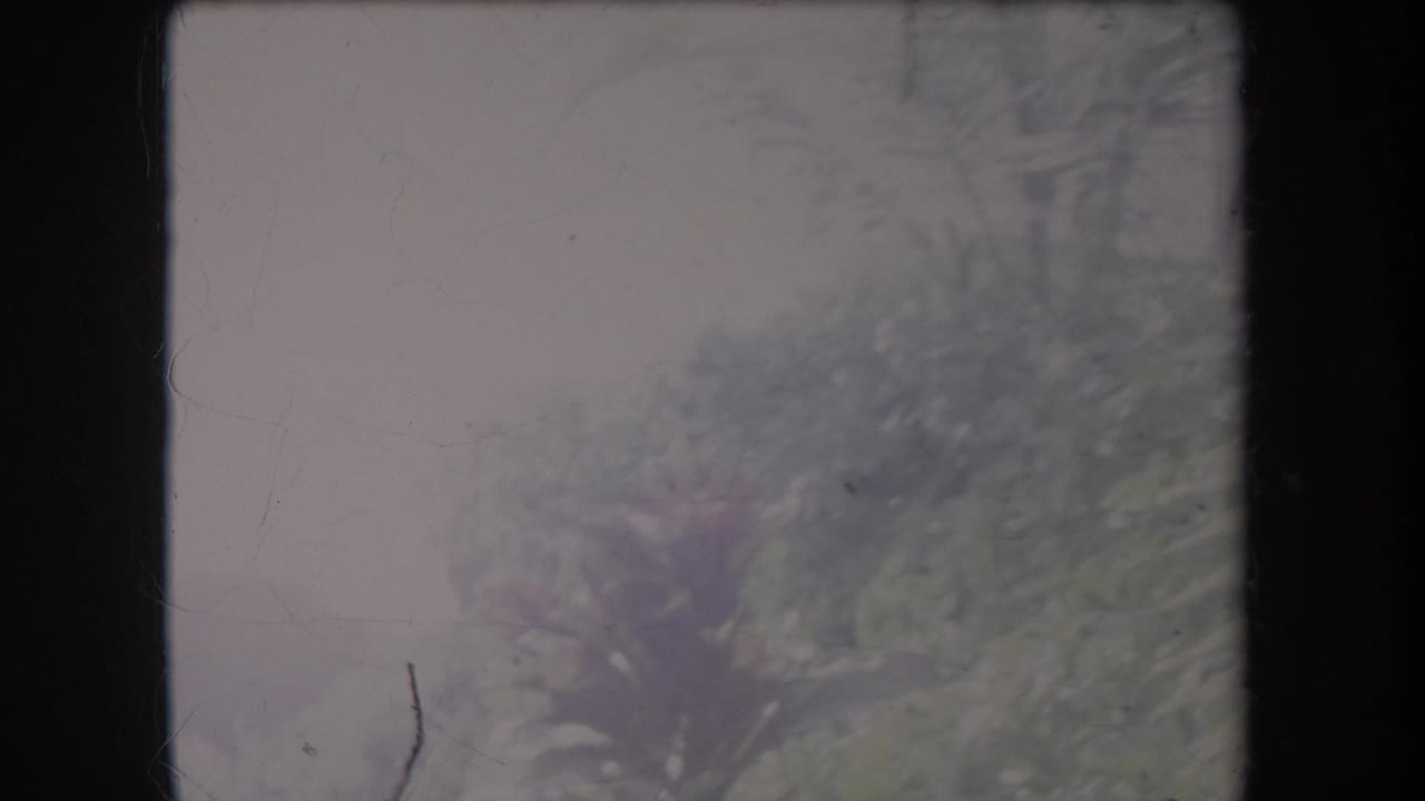 1969 Hawaii 8mm frame with a hazy low-angle view of foliage and a faint building edge, bordered by visible film gate.